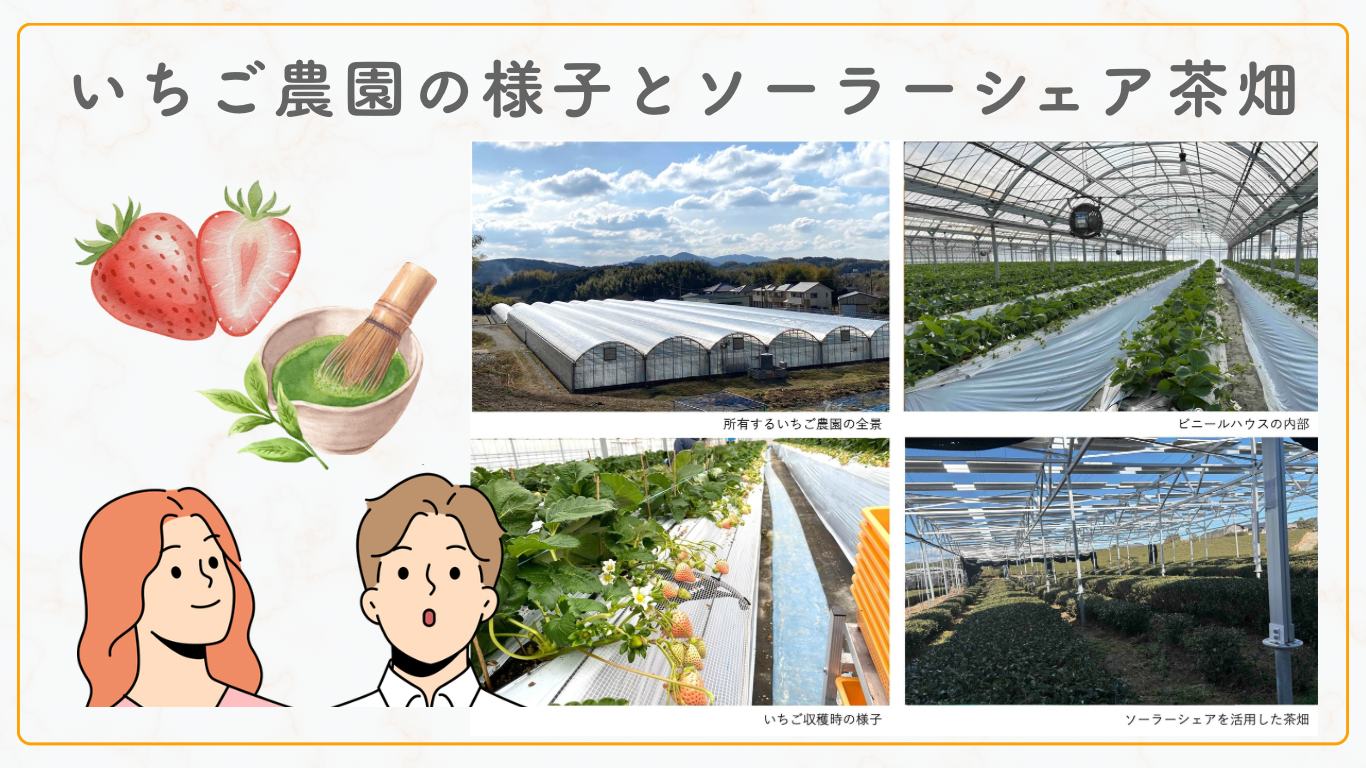 いちご農園の様子とソーラーシェア茶畑